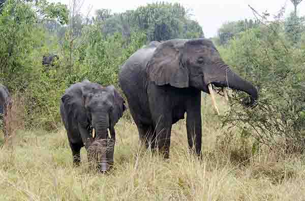 Elefante - parque nacional Queen Elizabeth - Uganda 2.jpg
